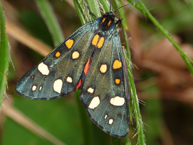 Callimorpha dominula